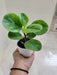 Air-Purifying Peperomia 'Lemon Lime' in 7cm Pot