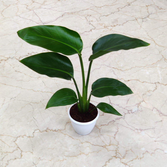 Philodendron Red Congo table top plant