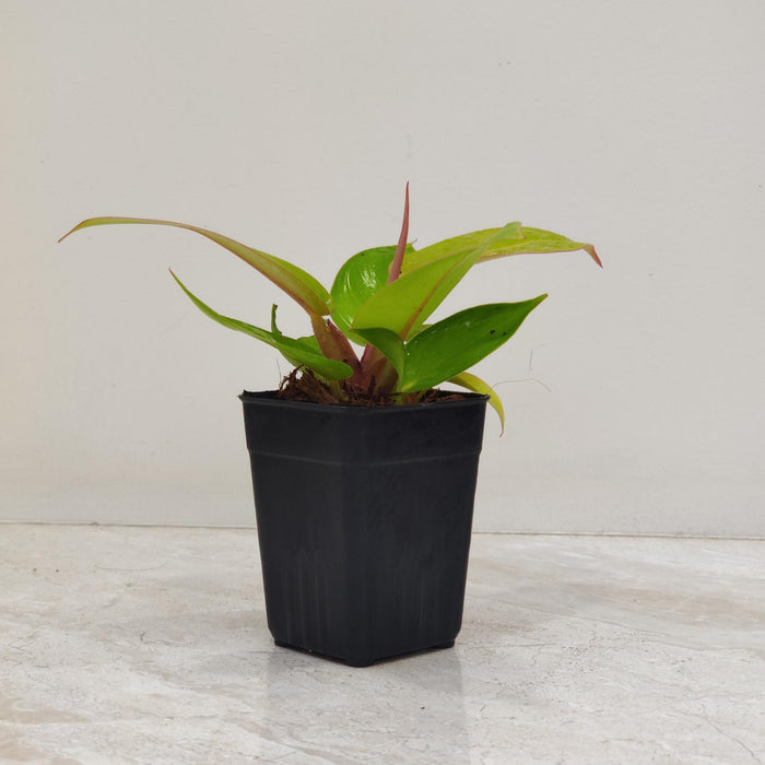 Bright green philodendron indoor houseplant