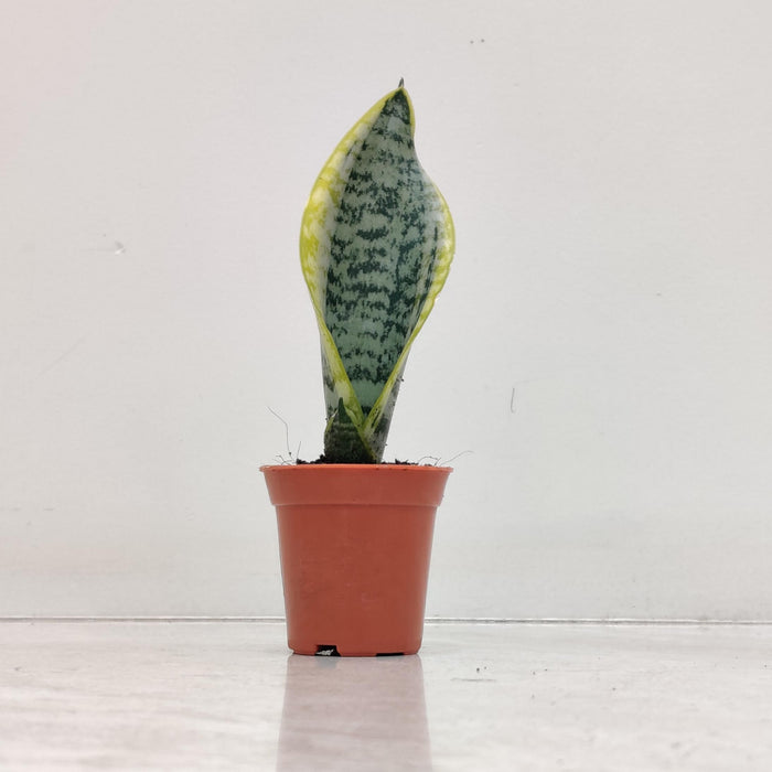 Small air purifying plant for indoor decor