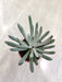Decorative Senecio Scaposus - Perfect Gift for Plant Lovers