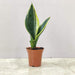 Snake Plant Jade Marginata in 5.5 cm pot