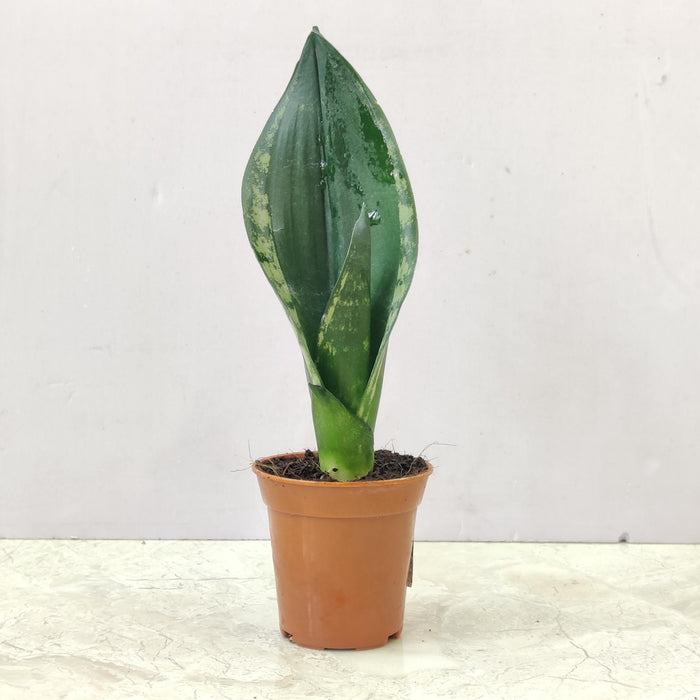 sansevieria whitney snake plant in 5.5 cm pot