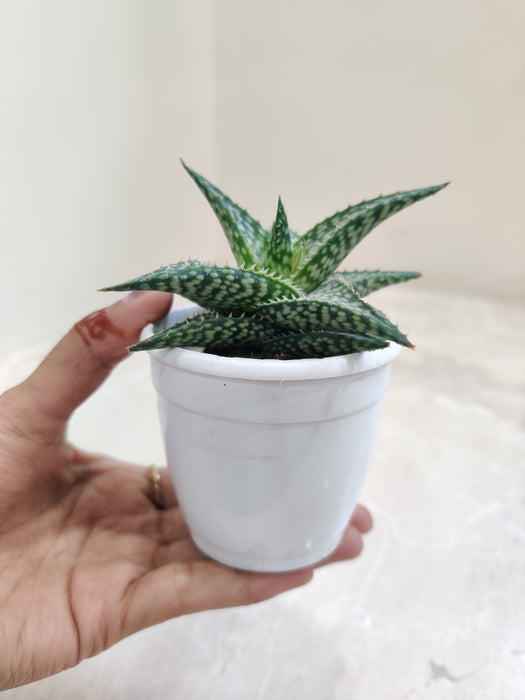 Buy-Aloe-Rauhii-Reynolds-Easy-Care-Indoor-Plant