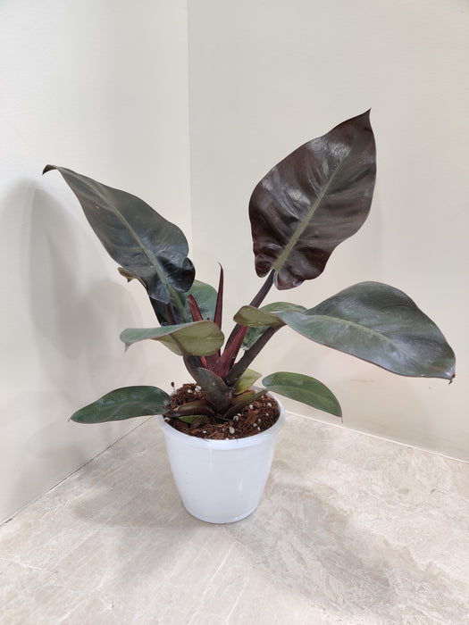 Sophisticated Philodendron Black Cardinal Houseplant