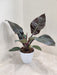 Sophisticated Philodendron Black Cardinal Houseplant