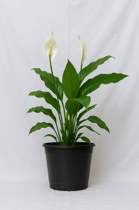 Spathiphyllum plant in black nursery pot