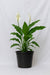 Spathiphyllum plant in black nursery pot