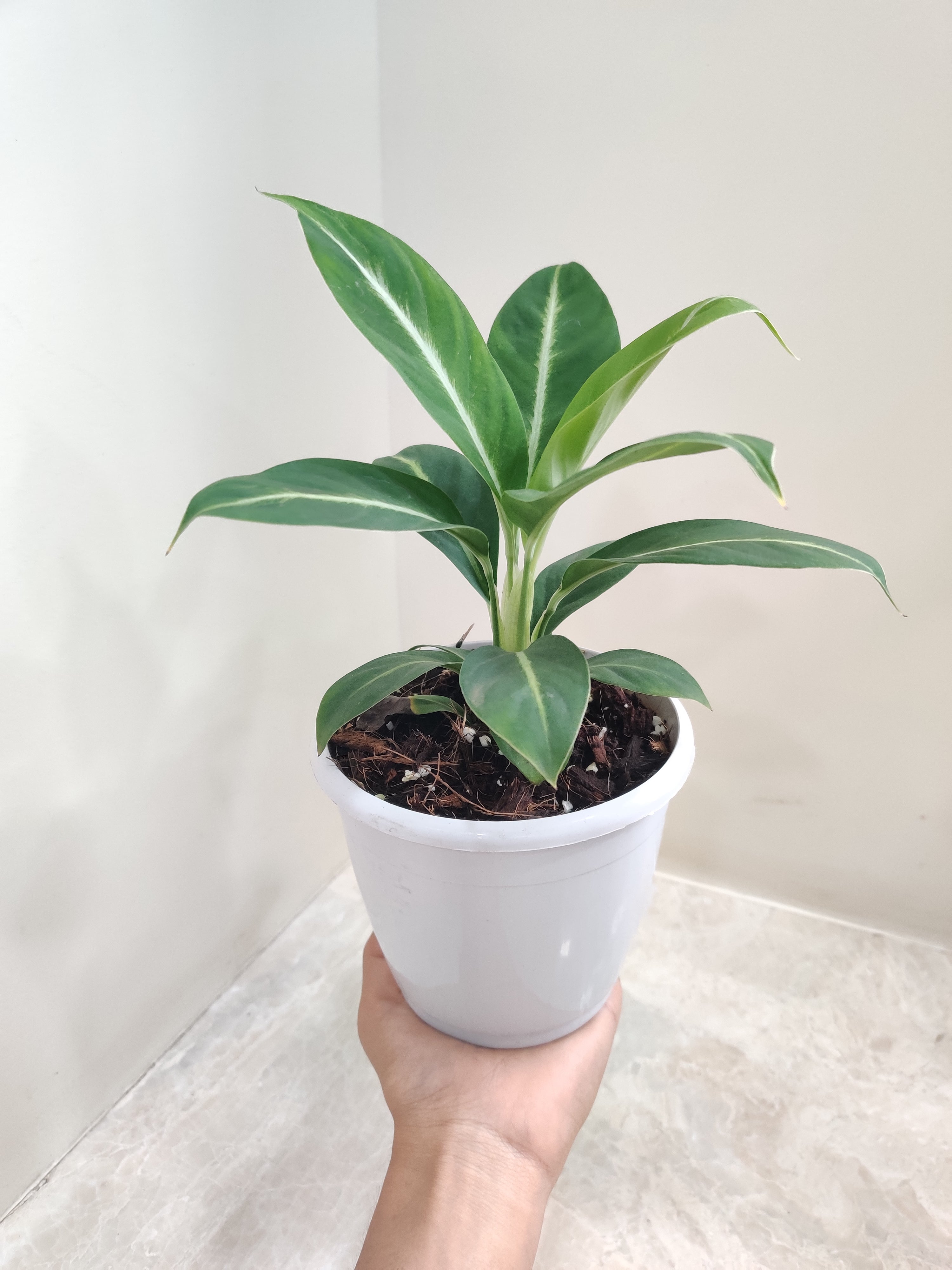 peace lily silver streak Spathiphyllum Silver Streak Plant