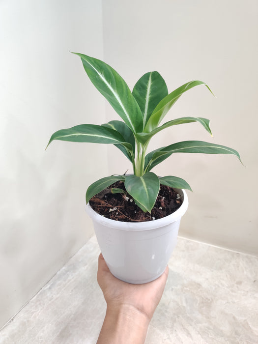 peace lily white stripe Buy Spathiphyllum Silver Streak Plant – ChhajedGarden.com
