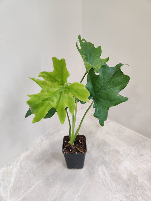 Philodendron Lickety Split in Black Pot