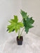 Philodendron Lickety Split in Black Pot