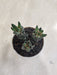 vibrant-haworthia-coarctata-desk-plant