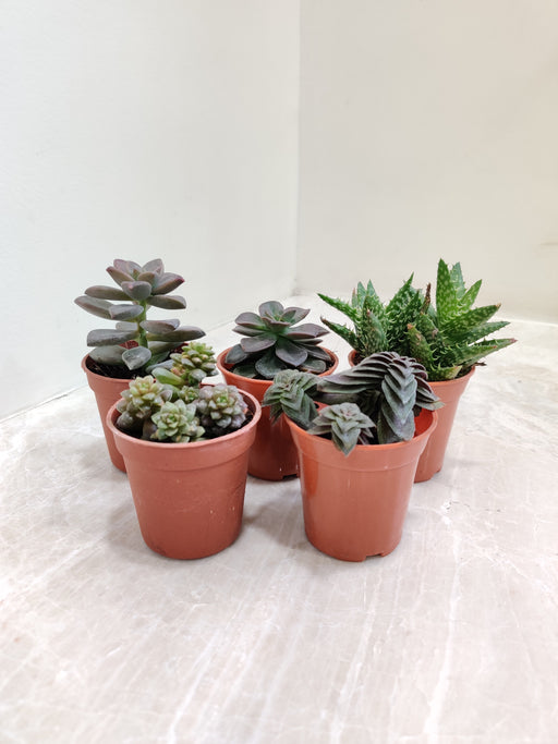 Assorted Succulent Variety Pack in Small Pots  idoor plant