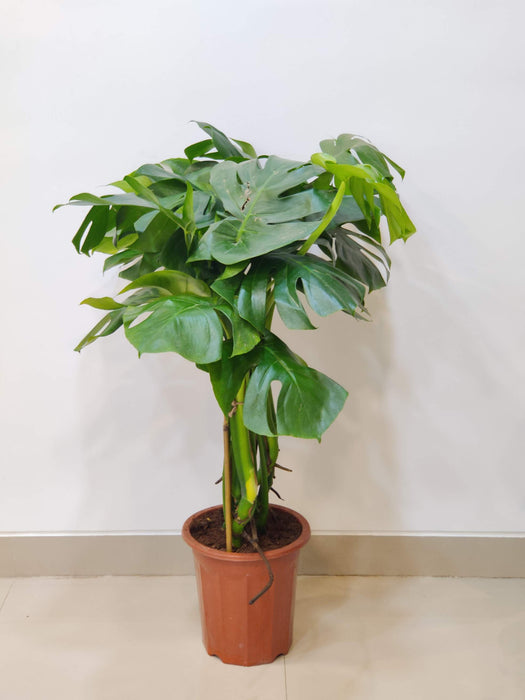 Tropical Monstera deliciosa potted