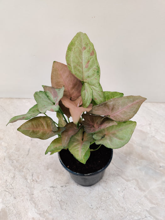 Rare Syngonium Confetti Tricolor for home and office decor