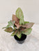 Rare Syngonium Confetti Tricolor for home and office decor
