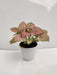 Syngonium Pink Plant - ChhajedGarden.com