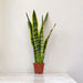 Low maintenance indoor snake plant Sansevieria