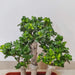 low maintenance ficus bonsai plant