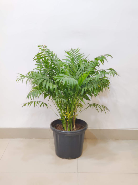 Indoor tropical palm plant with vibrant foliager