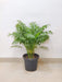 Indoor tropical palm plant with vibrant foliager
