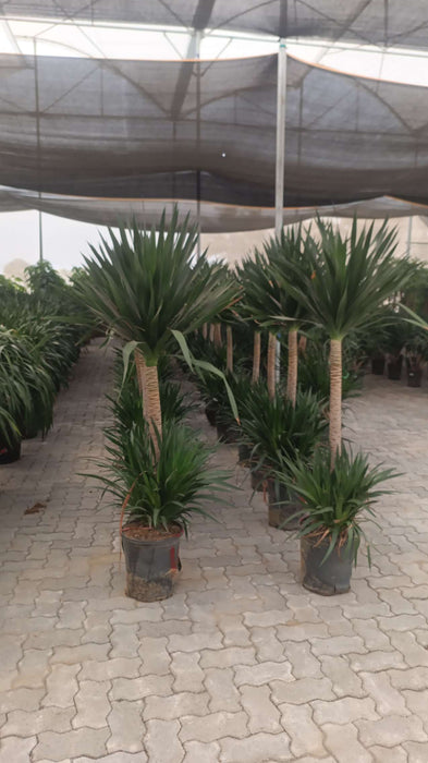 Tall Dracaena Dragon Tree with thick trunk in nursery