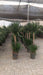 Tall Dracaena Dragon Tree with thick trunk in nursery