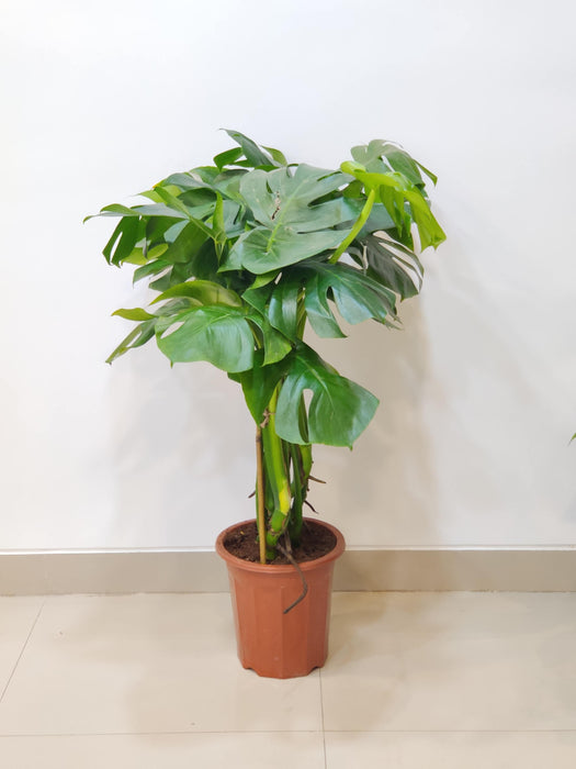 Healthy Monstera foliage close-up