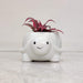 Premium tiny turtle ceramic planter ideal for succulents and air plants