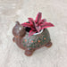 Premium happy turtle ceramic planter ideal for succulents and air plants