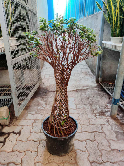 Low-maintenance ornamental Azalea in black round planter