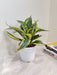 Indoor Air-Purifying Sansevieria Crooked Plant