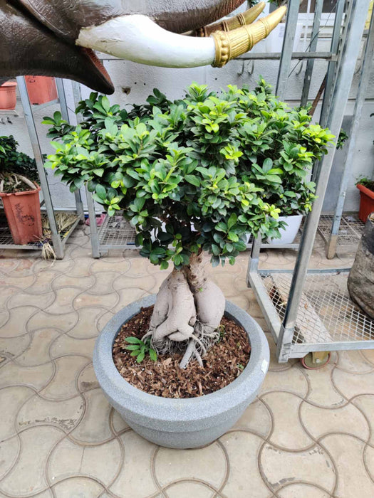 Decorative Bonsai Plant in Ceramic Planter