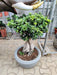 Decorative Bonsai Plant in Ceramic Planter