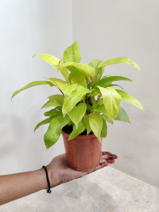 Lively Green Philodendron Ceylon Golden