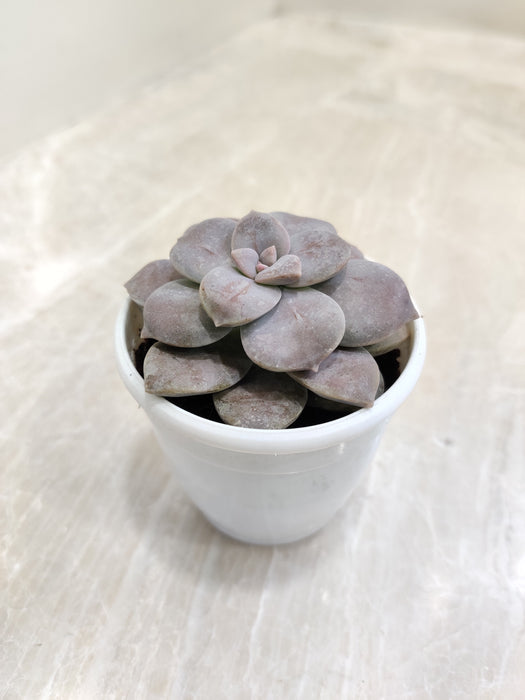 Graptopetalum Superbum vibrant rosettes