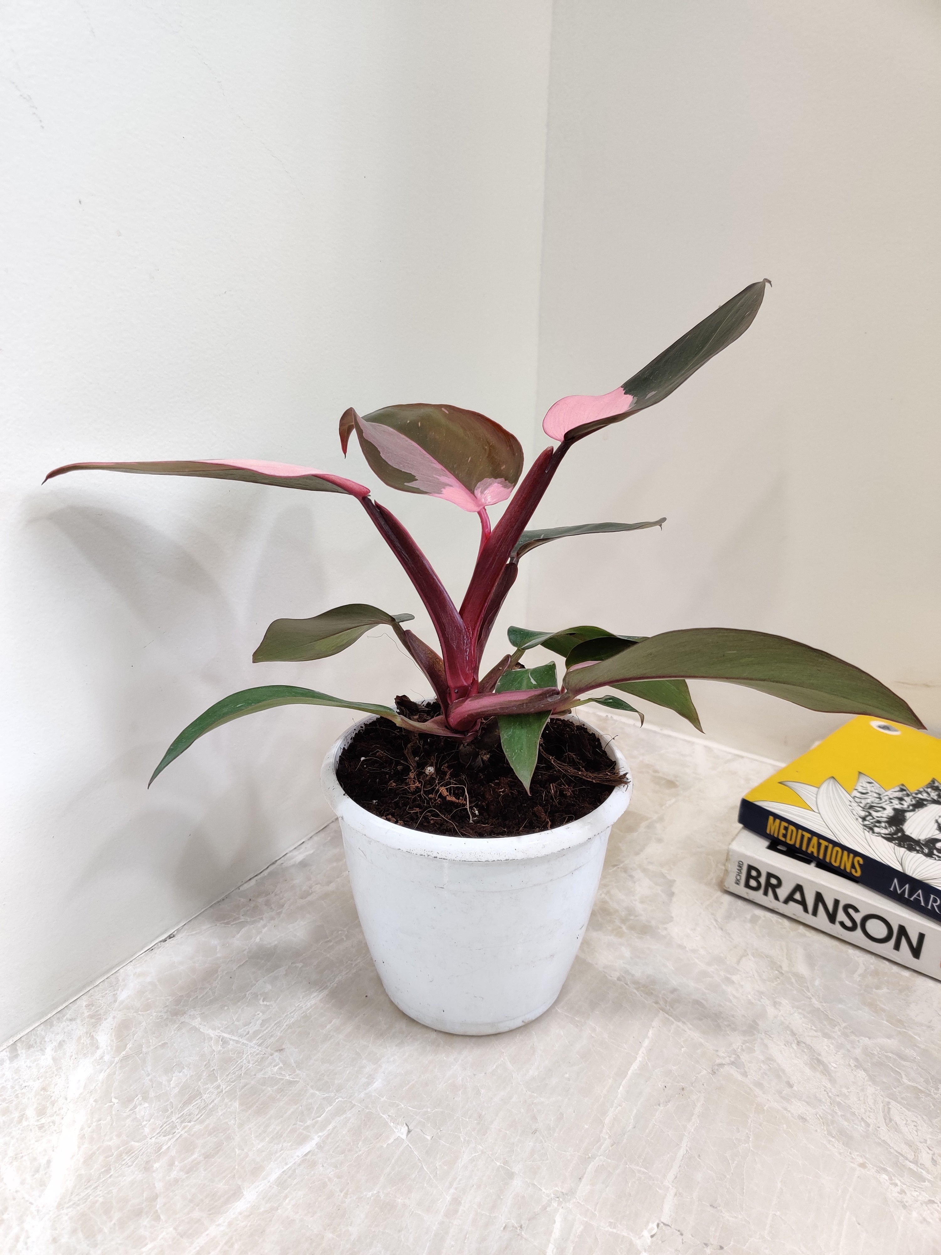 philodendron pink princess india Rare Philodendron Pink Princess
