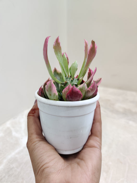 Decorative-Euphorbia-indoor-Succulent-Variegata