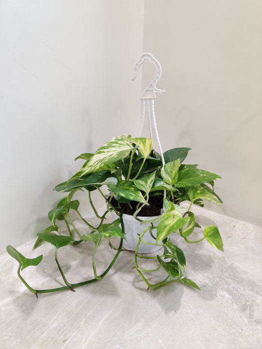 Hanging Variegated Money Plant for Indoor Decor