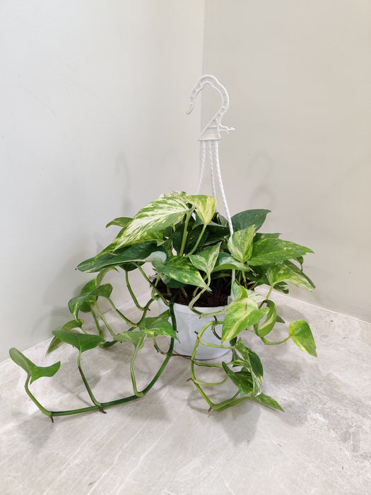 money plant decoration Shop Variegated Golden Money Plant in Hanging Pot Online India – ChhajedGarden.com