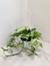 Hanging Variegated Money Plant for Indoor Decor