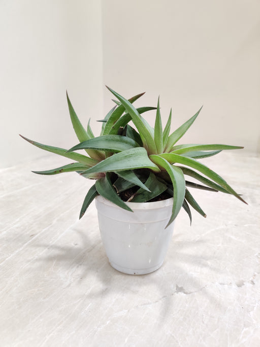 Haworthia-Limifolia-Variegated-potted-succulent