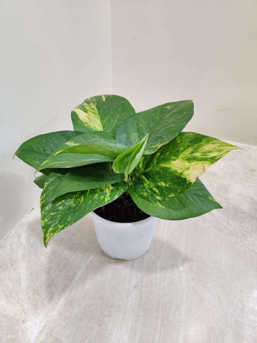 Variegated Money Plant with Striking Foliage