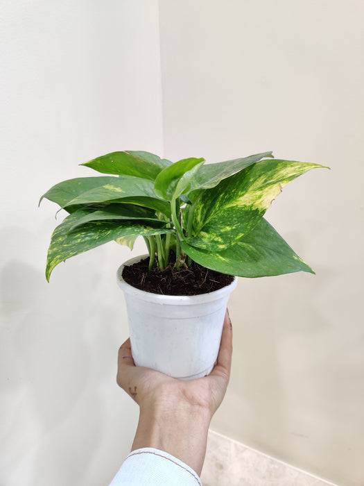 Indoor Variegated Money Plant for Home Decor