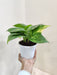 Indoor Variegated Money Plant for Home Decor