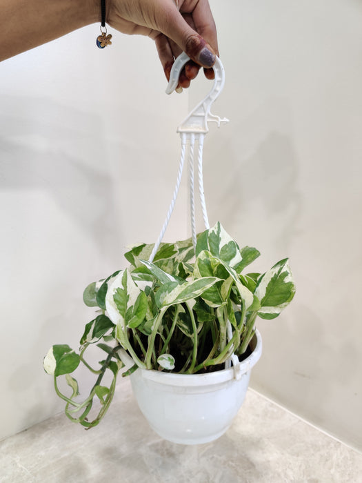 money plant interior decoration Shop Money Plant N Joy With Hanging Pot Online India – ChhajedGarden.com