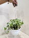 Indoor Lush green and white Money Plant N' Joy for home decor