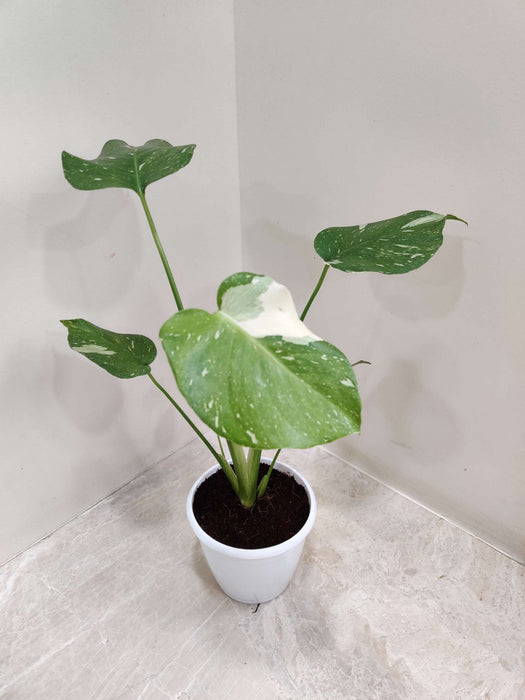 Rare Monstera Albo foliage 