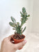 Variegated Opuntia Monacantha Cactus in 5.5 cm Pot